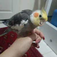 عروس هلندی نر 8ماهه
