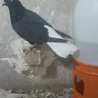 کبوتر دم سفید