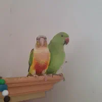 جوجه طوطی ملنگو ۶ ماهه رام و دست آموز|پرنده|رشت, دخانیات|دیوار