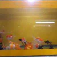 یکی بخر دوتاببر|ماهی|تربت جام, شهید مدرس|دیوار