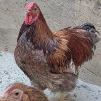 تخم نطفه دار ویاندوت و برهما لایت|حیوانات مزرعه|شهرضا, |دیوار