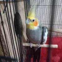 عروس هلندی سخنگو|پرنده|تفت, |دیوار