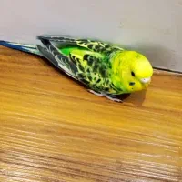 مرغ عشق انگلیسی ماده خوش رنگ تعویض با قفس