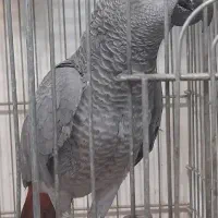 جوجه کاسکو حلقه پا