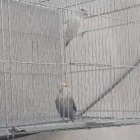 طوطی کاملآ اهلی