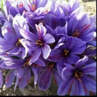 سوغات خراسان مشهد و کلات