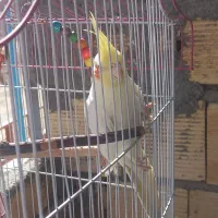 عروس هلندی|پرنده|شهرکرد, |دیوار