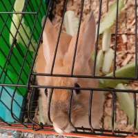 خرگوش خونگی