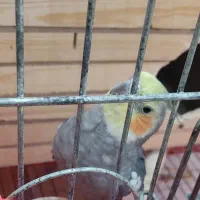 عروس هلندی ( نر )|پرنده|هشتگرد, شهرک ولیعصر (مهستان)|دیوار