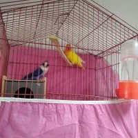 طوطی برزیلی بلو خاص|پرنده|شوشتر, |دیوار