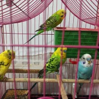 مرغ عشق رنگ زیبا همراه با قفس|پرنده|بوشهر, |دیوار