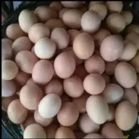 تخم مرغ محلی