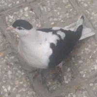 جوجه‌کفتر|پرنده|مشهد, نیزه|دیوار