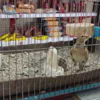 سهره خاکی جوجه امسال|پرنده|محمدیه-قزوین, |دیوار