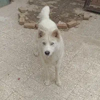 سک میکس سامویید