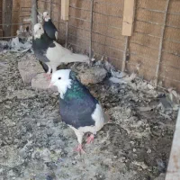 کبوتر
