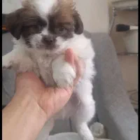 مالتیز 2ماه نر