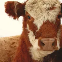 فروش چهارراس تلیسه دم کل صنعتی