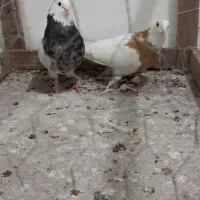 کفتر جفتگاه