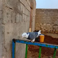 کبوتر شازده ابی|پرنده|نقده, |دیوار