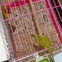 ۵تا|پرنده|خرمشهر, |دیوار