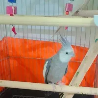 عروس هلندی وایت فیس