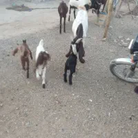 بز وبزقاله خارجی|حیوانات مزرعه|بیلوار, |دیوار