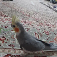 طوطی عروس هلندی