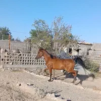 فروش مادیون