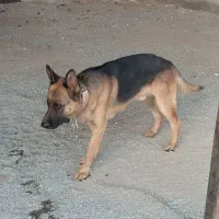 توله سگ ژرمن شپرد|سگ|رباط‌کریم, منجیل آباد|دیوار