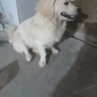 سگ پاکوتاه