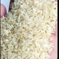 برنج کامفیروزی نو درجه یک