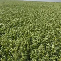 یونجه