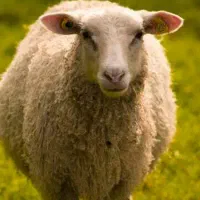 سلاخی و قصابی گوسفند  در منزل