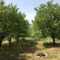باغ دینور روستای کرج