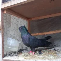 دوتا دونه کبوتر مشکی زاغ نر تزئینی دونه ایی ۷۰۰۰۰۰|پرنده|قائمشهر, |دیوار