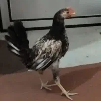 جوجه مرغ و خروس|حیوانات مزرعه|کردکوی, |دیوار