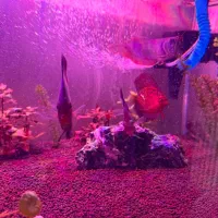 فروش فوری دیسکس|ماهی|کرج, باغستان|دیوار