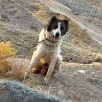 گمشده|حیوانات|اسلام‌‌آباد غرب, |دیوار