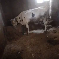 گاو وگوساله