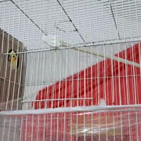 عروس هلندی جفت|پرنده|مشهد, شهید احمدی روشن|دیوار