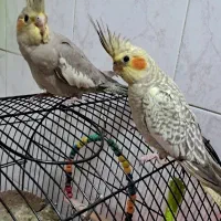 یک جفت جوجه عروس هلندی