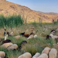 کارگر جهت چوپانی