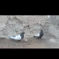 سینه سیاه|پرنده|کرج, هلجرد|دیوار