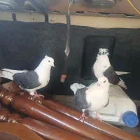 تعدادی پشتی
