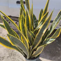 گل سانسوریا ابلق حدود۲۰ غلاف