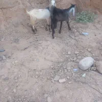 بیگ و بز