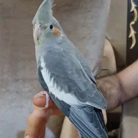 عروس هلندی سخنگو