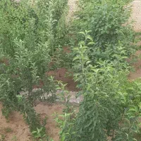 خانه باغ سانیج باغ خاتون شهرک نوساز بهاران