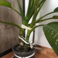 گل آپارتمانی دیفن باخیا قشنگ و سروحال|گل و گیاه طبیعی|تبریز, |دیوار